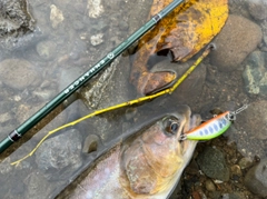 アメマスの釣果