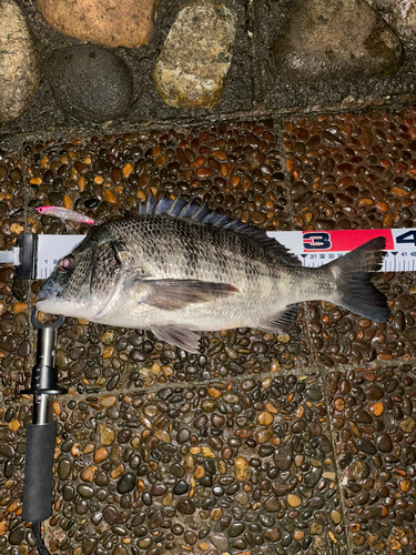 チヌの釣果