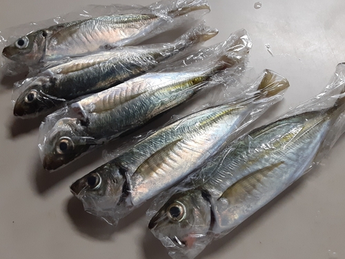 アジの釣果