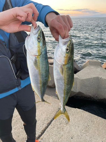 イナダの釣果