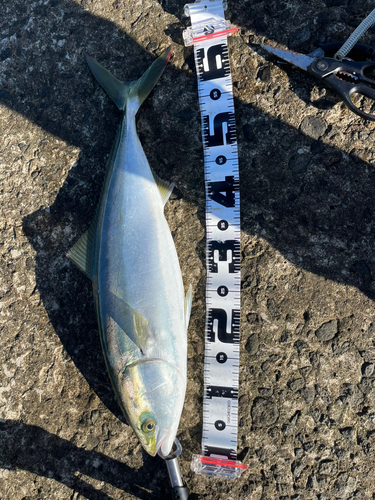 ワラサの釣果