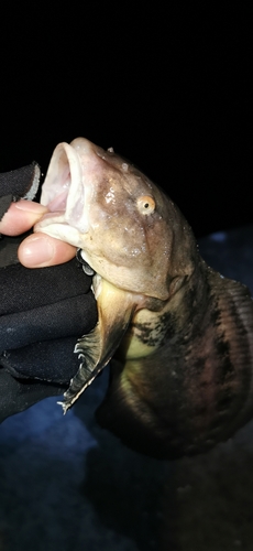 クサウオの釣果