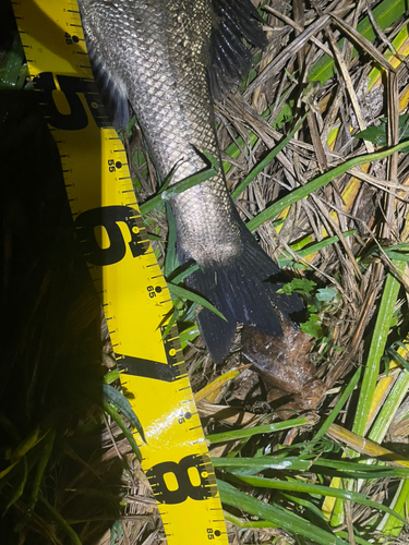 シーバスの釣果