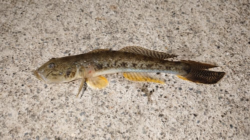 マハゼの釣果