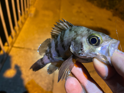 メバルの釣果