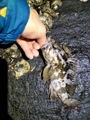 タケノコメバルの釣果