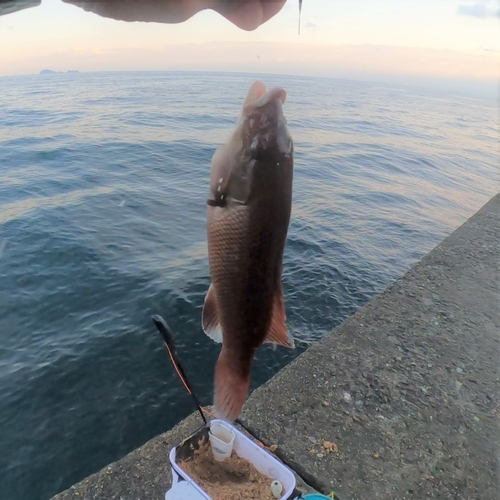 コブダイの釣果