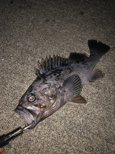 クロソイの釣果