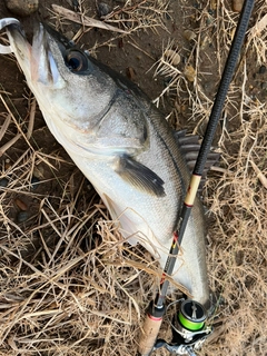 スズキの釣果