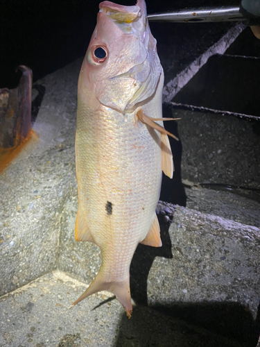 イッテンフエダイの釣果