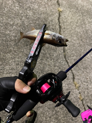 クロムツの釣果