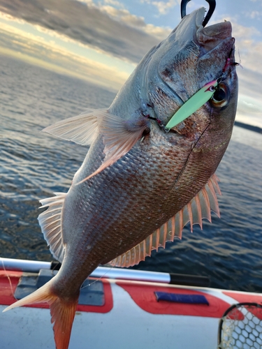 マダイの釣果