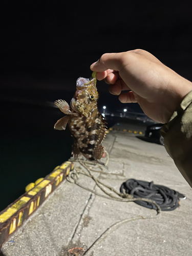 カサゴの釣果