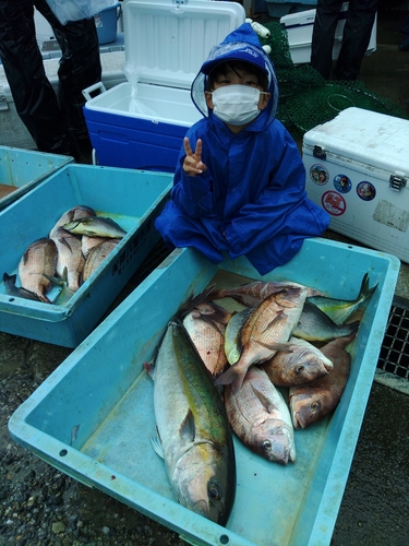 マダイの釣果