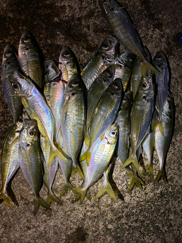 アジの釣果