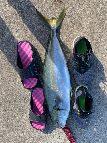 カンパチの釣果