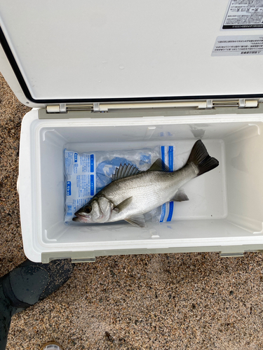 ヒラスズキの釣果