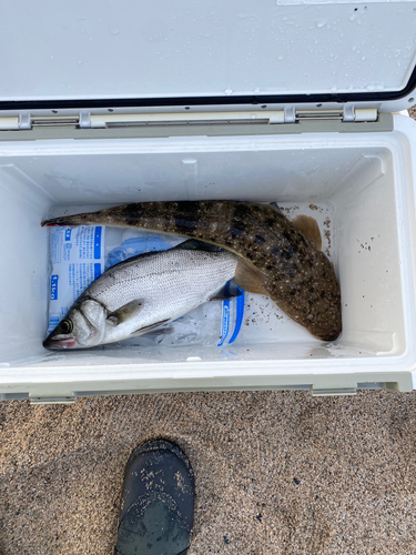 マゴチの釣果