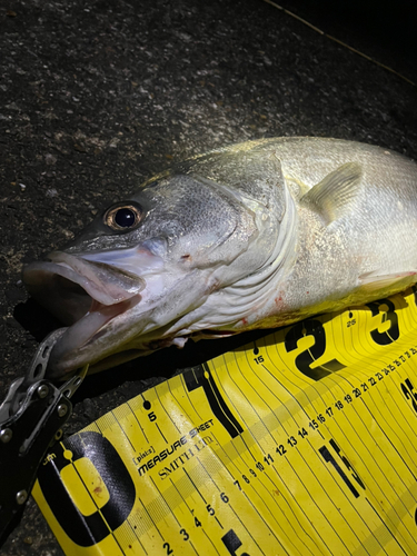 シーバスの釣果