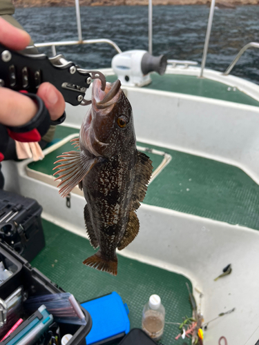 アイナメの釣果