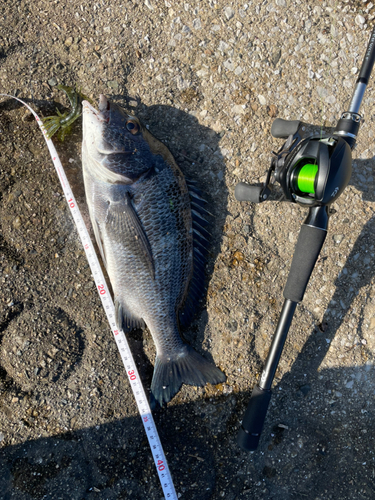 クロダイの釣果