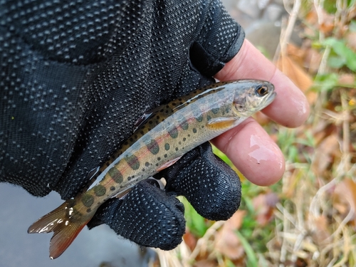 ヤマメの釣果