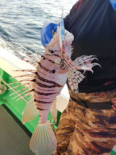 ミノカサゴの釣果