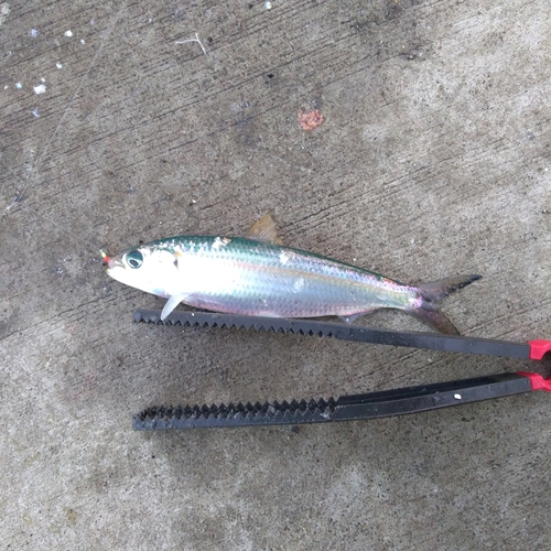 カタボシイワシの釣果