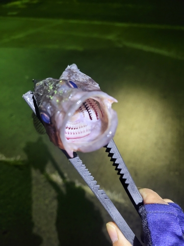 クロソイの釣果