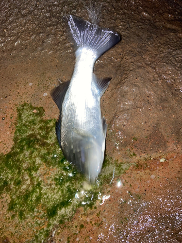 セイゴ（ヒラスズキ）の釣果