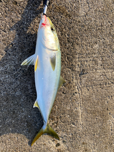 メジロの釣果