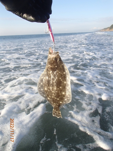 ソゲの釣果