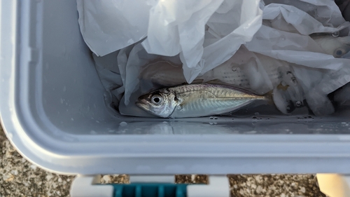 コノシロの釣果