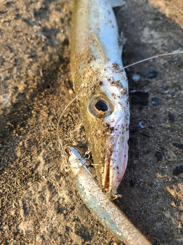 カマスの釣果