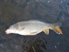 コイの釣果