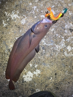 エゾイソアイナメの釣果