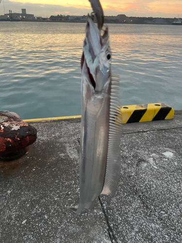 タチウオの釣果