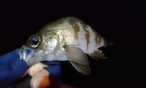 シロメバルの釣果