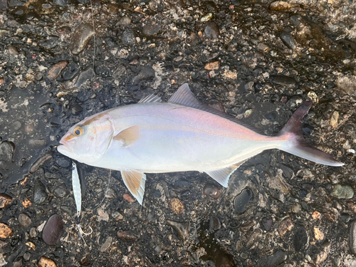 ショゴの釣果