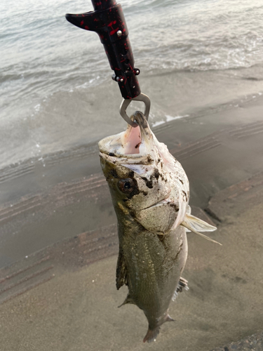 フッコ（ヒラスズキ）の釣果