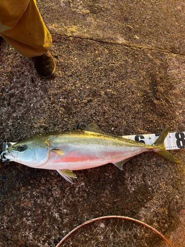 ブリの釣果