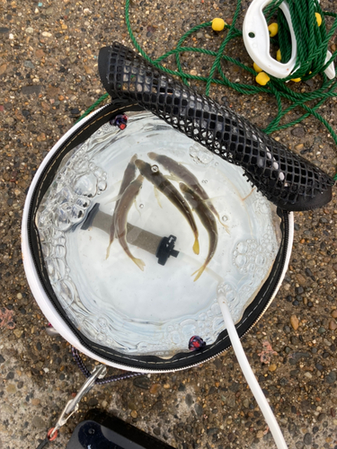 マアジの釣果