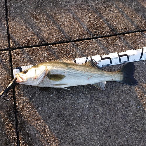 シーバスの釣果