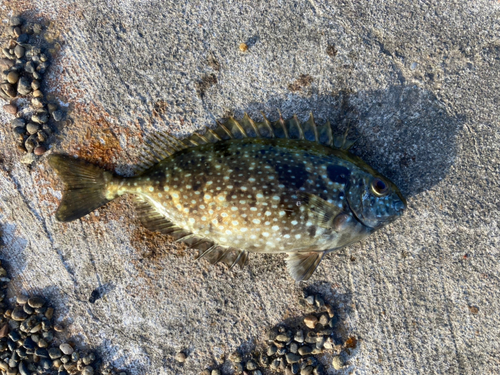 アイゴの釣果