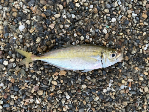 マアジの釣果