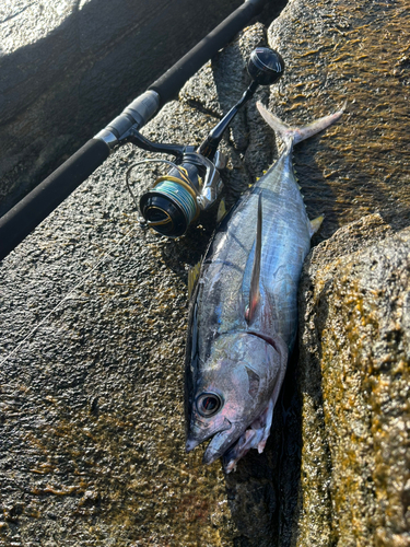 キメジの釣果