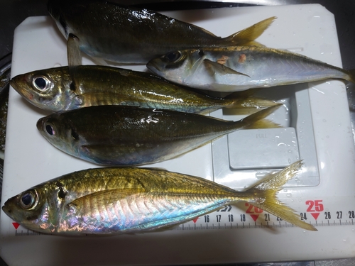 アジの釣果