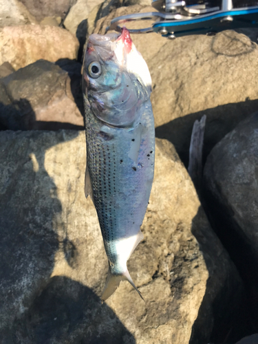 コノシロの釣果