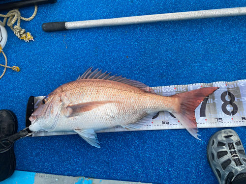 タイの釣果