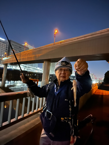 ハゼの釣果